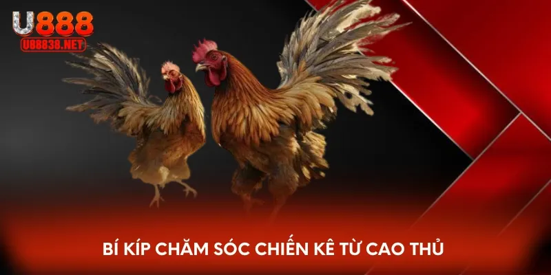 Bí kíp chăm sóc chiến kê từ cao thủ 