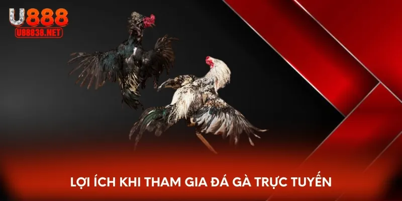 Lợi ích khi tham gia đá gà trực tuyến